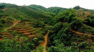 茶路风情----路上的风景